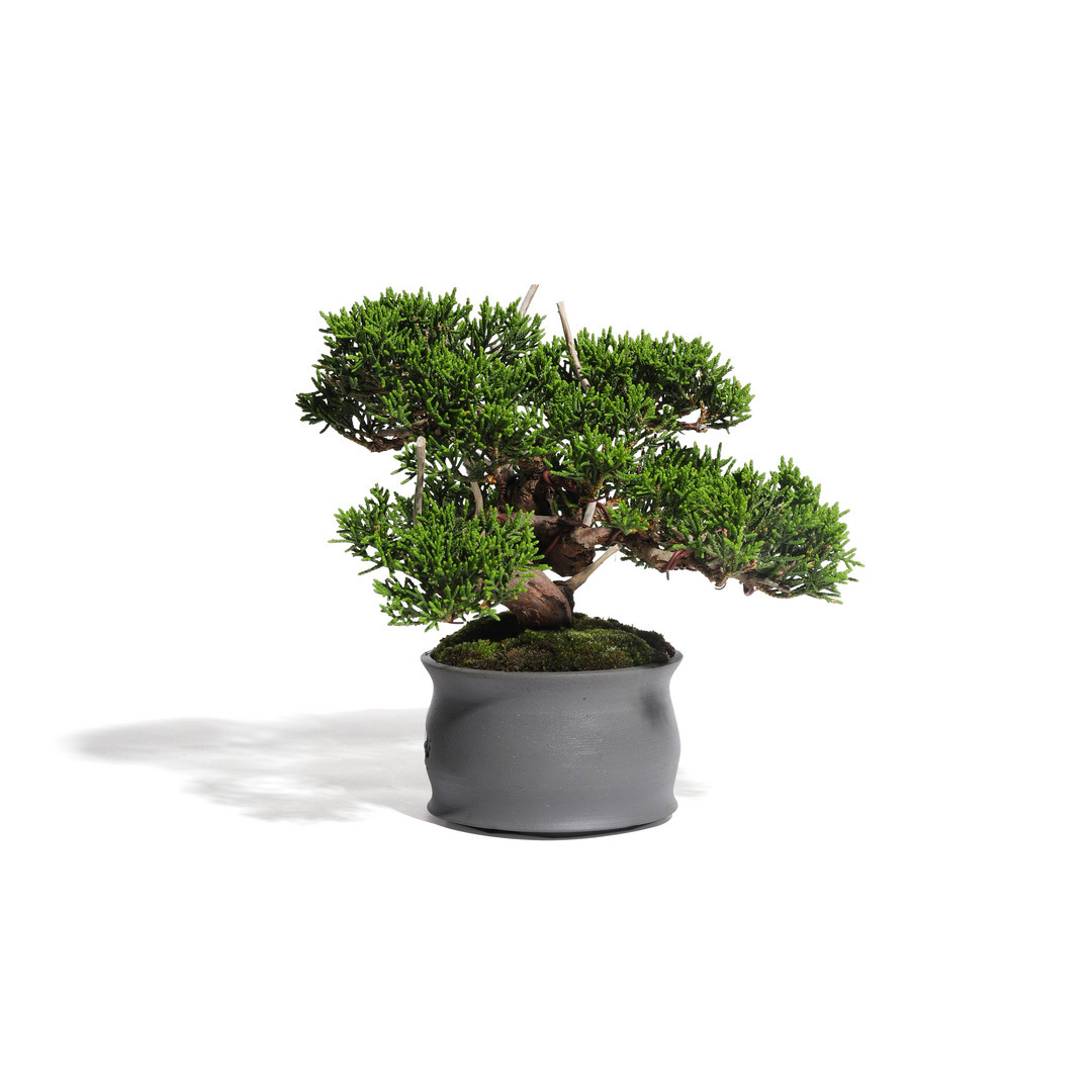 真柏盆栽　30cm 真柏 -Japanese Juniper- （推定樹齢30年）-M0015-｜TRADMAN'S BONSAI